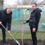В посёлке Агроном высадили саженцы берёз - Газета Трибуна