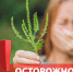 Внимание! Жители Динского сельского поселения! Опасный враг на наших участках – Амброзия полыннолистная! - Динское сельское поселение